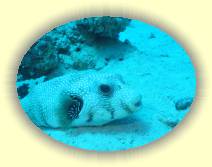 IMG_2007_05_28 13_50_11 * 2272 x 1704 * (609KB)